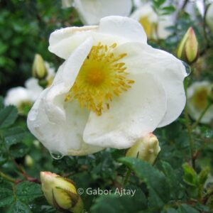 Rosa pimpinellifolia