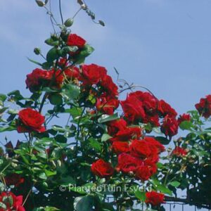 Rosa 'Sympathie'