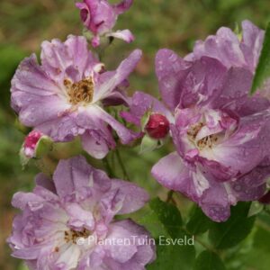 Rosa 'Veilchenblau'