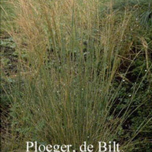 Stipa capillata