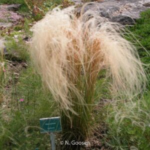 Stipa pennata