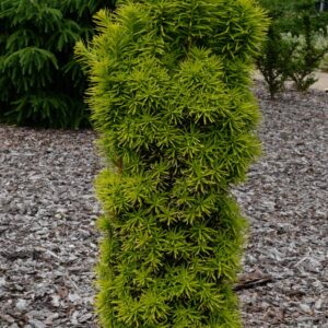 Taxus baccata 'Standishii'