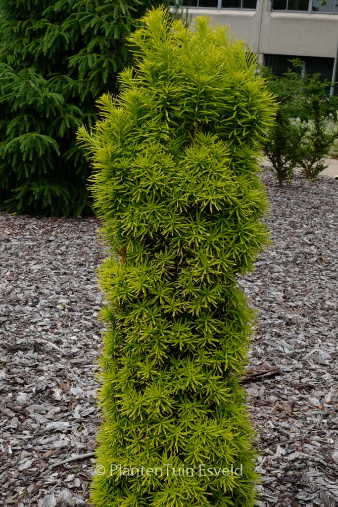 Taxus baccata 'Standishii'