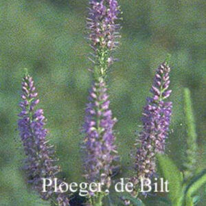 Veronica longifolia 'Blaubuendel'
