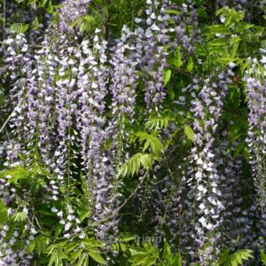 Wisteria floribunda 'Kyushaku'
