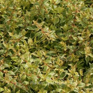 Abelia grandiflora 'Radiance'