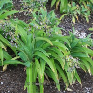 Arthropodium cirrhatum