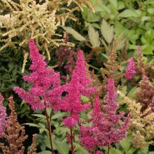 Astilbe 'Elisabeth van Veen'