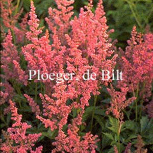 Astilbe 'Mainz'