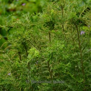 Athyrium filix-femina 'Vernonia Cristatum'