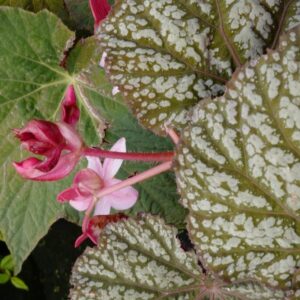 Begonia 'Sterling Moon'