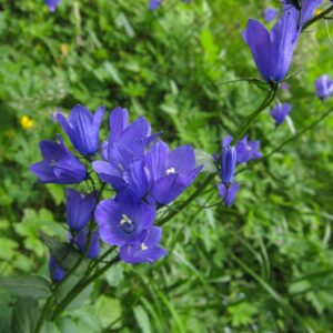 Campanula rapunculus