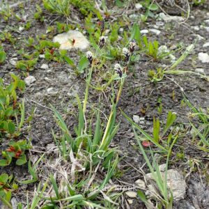 Carex montana