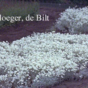 Cerastium tomentosum 'Silberteppich'