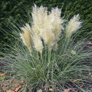 Cortaderia selloana 'Day1' (TINY PAMPA)