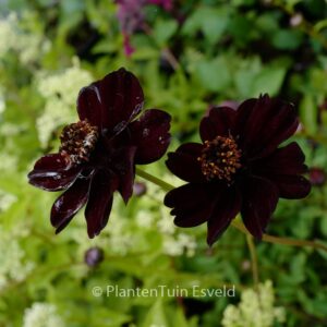 Cosmos atrosanguineus 'Chocolate'