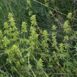 Cruciata laevipes
