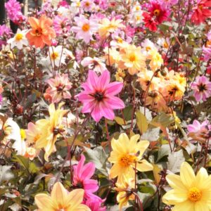 Dahlia in soorten