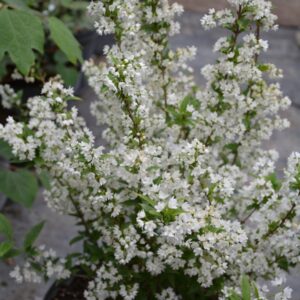 Deutzia gracilis 'Marmorata'