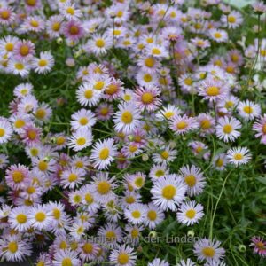Erigeron karvinskianus 'Lavender lady'