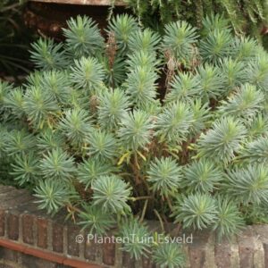 Euphorbia characias 'Humpty Dumpty'