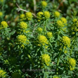 Euphorbia deflexa