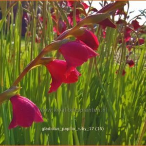 Gladiolus papilio 'Ruby'