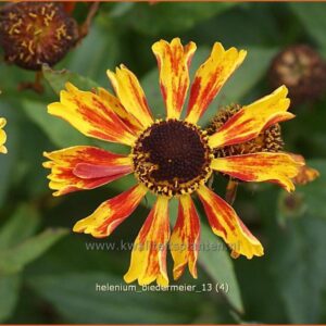 Helenium 'Biedermeier'