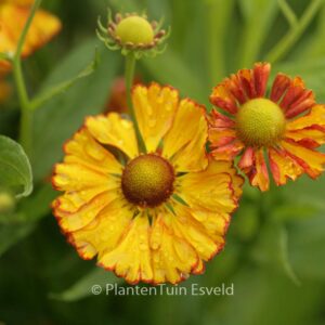 Helenium 'Can Can'
