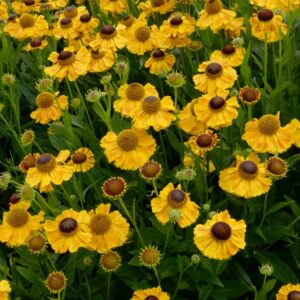 Helenium 'El Dorado'