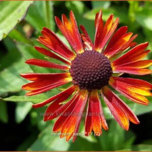 Helenium 'Siesta'
