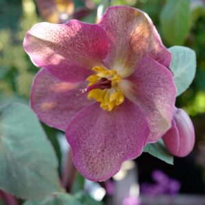 Helleborus 'Rhythm Pink' (FROSTKISS)
