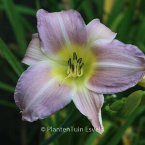 Hemerocallis 'Catherine Woodbury'