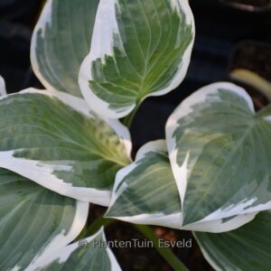 Hosta 'Marshmallow Clouds'
