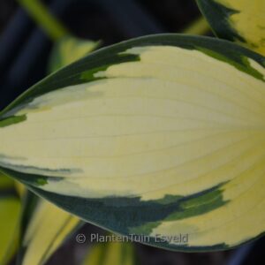 Hosta 'Orange Star'
