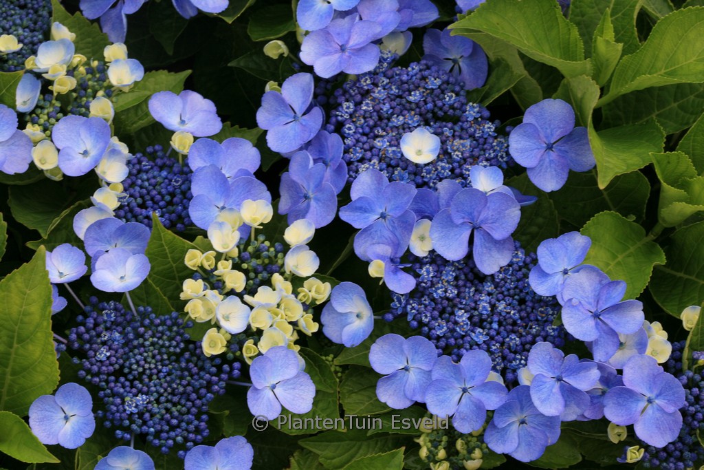 Hydrangea macrophylla 'Bläuling'