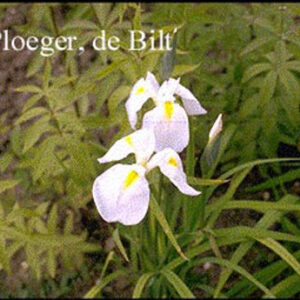 Iris sibirica 'White Swirl'