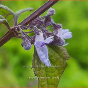 Isodon rubescens