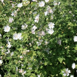 Lavatera 'White Angel'