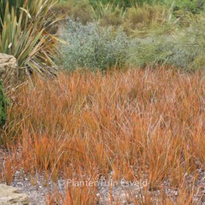 Libertia peregrinans
