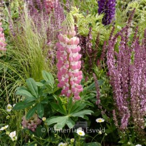 Lupinus 'Gallery Pink'