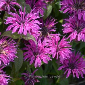 Monarda 'Bee-Free' (BEE YOU)