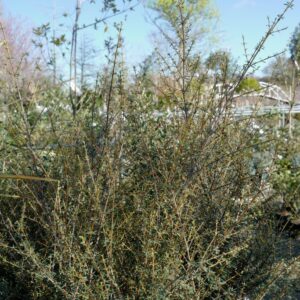 Olearia solandri 'Aurea'