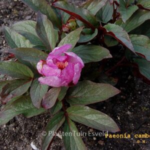 Paeonia cambessedesii