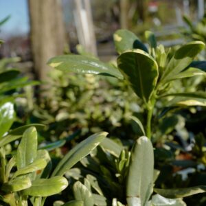 Pittosporum tobira 'Neige du Mont Ventoux'