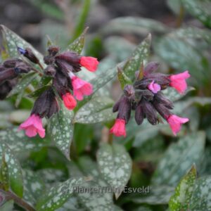 Pulmonaria 'Silver Bouquet'
