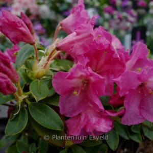 Rhododendron keiskei 'Oban'