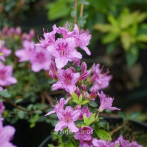 Rhododendron noriakianum