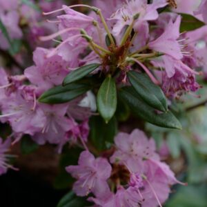 Rhododendron 'Pintail'