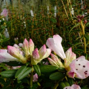 Rhododendron 'Seta'